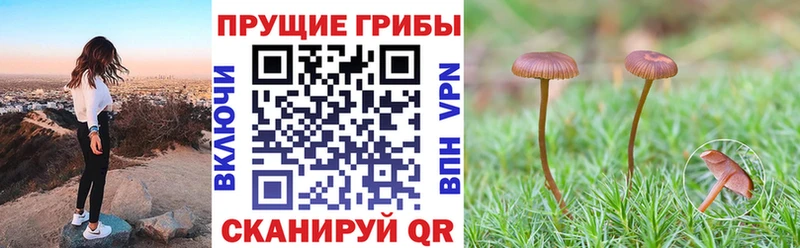 omg как зайти  где можно купить наркотик  Саратов  Псилоцибиновые грибы GOLDEN TEACHER 
